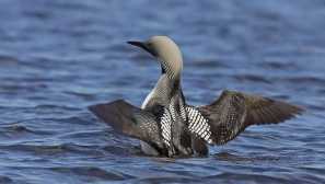 Ptice regije sverdlovsk