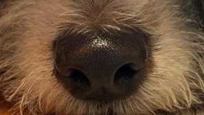 Pogosta dejstva o vedenju psov se najpogosteje izkažejo za napačne