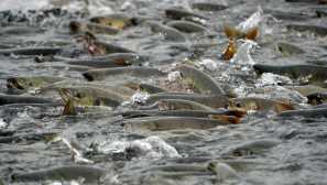 Razmnoževanje rib - drstenje