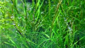 Rdest gaya - aquarium plant.