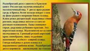 Redke in ogrožene vrste ptic, navedenih v rdeči knjigi