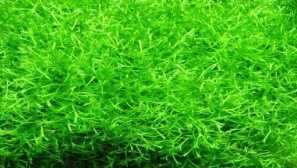 Riccia: opis, vsebina, reprodukcija, fotografija