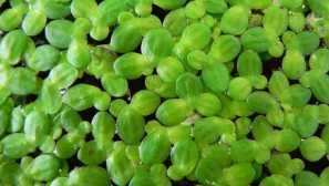 Duckweed v akvariju opis foto video razmerje vsebina vrsta