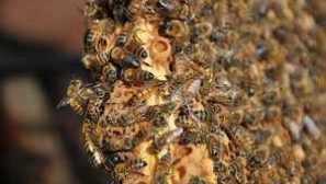 Čebele in ukrepe njenega opozorila