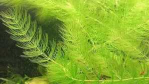 Ceratophyllum demursum