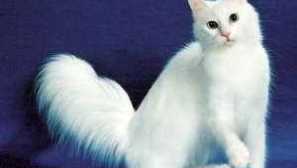 Najlepše pasme mačk na svetu