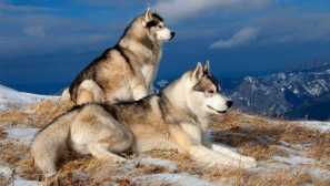 Najlepše pasme psov