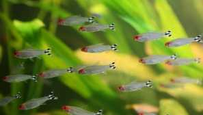 Najbolj priljubljena vrsta jate akvarijskih rib