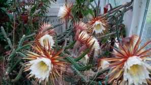 Selenitskereus grobo -cveten