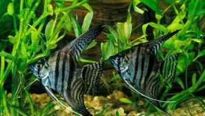 Smararna zelena angel: opis, reprodukcija, fotografija, vsebina