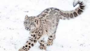 Sneg leopard ali irbis