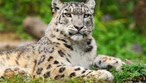 Snežne bare: opis živali in njegove fotografije