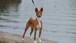 Basenji pes - Opis pasme