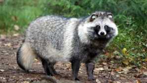 Opis in fotografija psa raccoon opis in fotografija od rakun