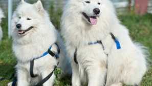 Pes semred: značilnosti in fotografija pasme, izbira mladiča, cena