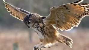 Seznam plenilskih ptic: glavne značilnosti vrst