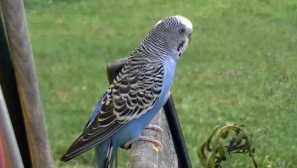 Mirna papiga se je nenadoma nervozno. Kmalu smo spoznali, zakaj