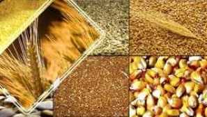 Metode izdelave krme za piščance z lastnimi rokami