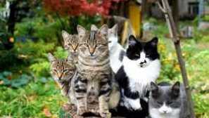 Ustavi cistitis za mačke navodila: tableta za mačke