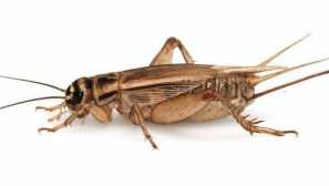 Vezna hiša (domači kriket)