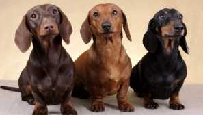 Davek: vsebina, vzreja, fotografija, opis