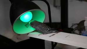 Temperatura in osvetlitev valovite papige