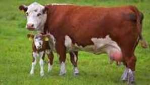 Teoretične temelje umetne oploditve krav