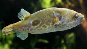 Tetradon tajska vsebina plemenska združljivost opis fotografija.