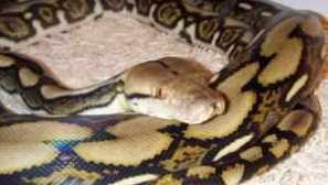 Tiger dark python: opis in nasveti o vsebini