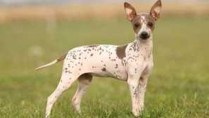 Top 15 najbolj hipoalergenskih pasme