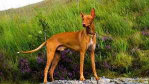 Vrh najdražjih pasem psov