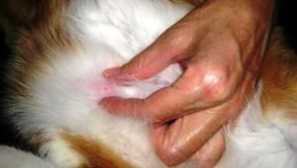 Mačka pod kožo na želodcu