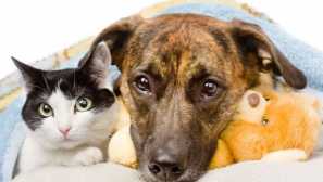 Tudi mačke in psi so depresivni: 6 razlogov, zakaj se lahko vaša žival naloži