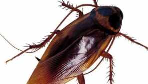 Brkovski sovražniki vojn apartmajev