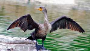 Enostavno uravnoteženje