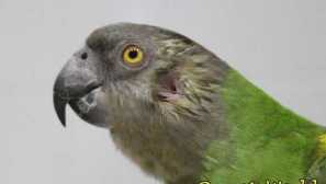 Ušesa papiga: struktura in lokacija sluha organov