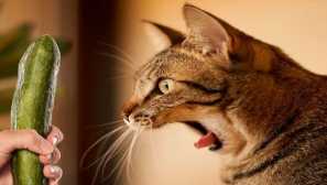 Na internetu je veliko videoposnetkov z nenavadno reakcijo mačk za kumare: zakaj zelenjava povzroča grozo pri živalih