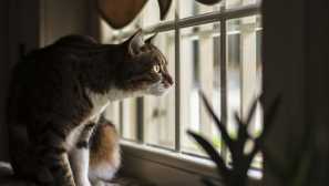 Ob večerih na koncu: 5 razlogov, zakaj mačka rada sedi na okencu in pogleda skozi okno