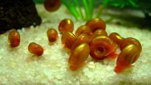 Vrste akvarijskih polžev: ime, fotografija, opis