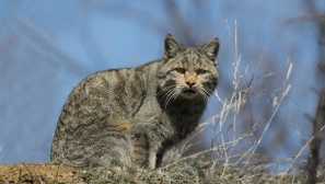 Videz in navade gozdne mačke