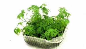 Vodna masla - ranunkulus inuntus vsebnost razmnoževanja fotografija.