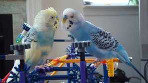 Izbor igrač za valovita parrot