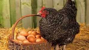 Gojenje in gojenje piščancev doma za začetnike