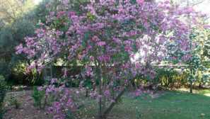 Rastoče orhideje doma