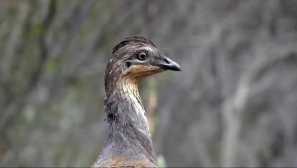 Zakaj moški očesnega piščanca postanejo pozimi jame