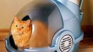 Zaprta stranišča za mačke: sorte modelov hiš - stranišča