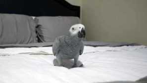 Jaco je požgal tajne načrte mojega moža