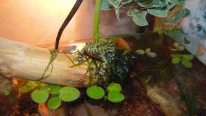 Zheranka: opis, vsebine, prezimovanje, fotografija, video.