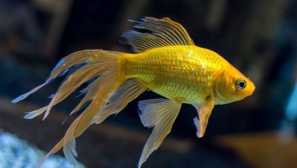 Zlata riba