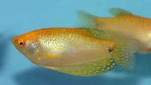 Zlati guri, znanstveno ime trichopodus trichopterus.